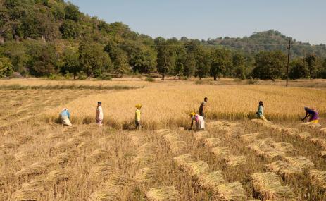 Farmers harvesting rice in a large field in India.
