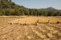 Farmers harvesting rice in a large field in India.