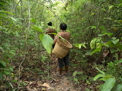 indigenous people in forest