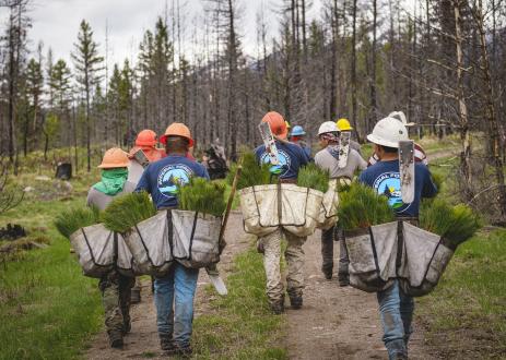 Workers carrying seedlings into forest.