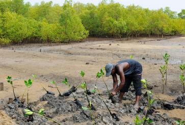Man replanting mangroves for coastal protection