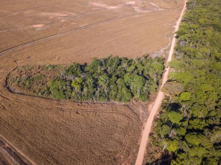 Aerial view of expansive soybean fields in a deforested part of the Amazon rainforest.