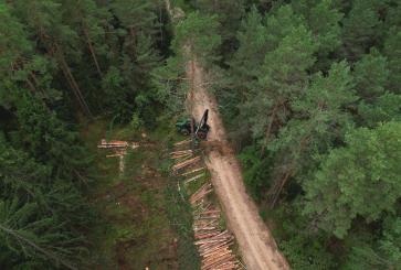 A bulldozer harvests timber in a tall, lush pine forest.